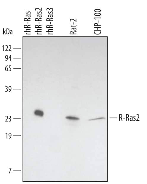 Western Blot TC21/R-Ras2 Antibody