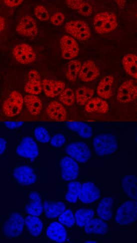 TCF-12/HTF4 was detected in immersion fixed HeLa human cervical epithelial carcinoma cell line using Mouse Anti-Human TCF-12/HTF4 Monoclonal Antibody (Catalog # MAB69281) at 10 µg/mL for 3 hours at room temperature. Cells were stained using the NorthernLights™ 557-conjugated Anti-Mouse IgG Secondary Antibody (red, upper panel; Catalog # NL007) and counterstained with DAPI (blue, lower panel). Specific staining was localized to nuclei. View our protocol for Fluorescent ICC Staining of Cells on Coverslips.