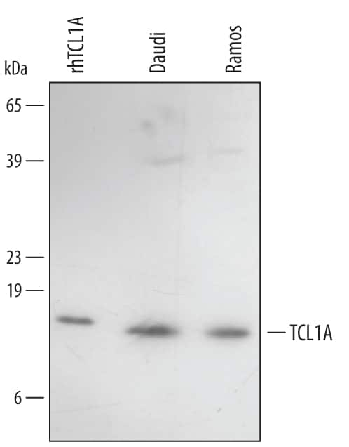 Western blot shows lysates of Daudi human Burkitt's lymphoma cell line and Ramos human Burkitt's lymphoma cell line. PVDF membrane was probed with 1 µg/mL Goat Anti-Human TCL1A Antigen Affinity-purified Polyclonal Antibody (Catalog # AF4847) followed by HRP-conjugated Anti-Goat IgG Secondary Antibody (Catalog # HAF017). For additional reference, recombinant human TCL1A was included. A specific band for TCL1A was detected at approximately 14 kDa (as indicated). This experiment was conducted under reducing conditions and using Immunoblot Buffer Group 2.