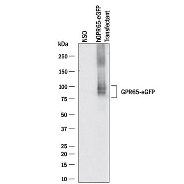 Western blot shows lysates of NS0 mouse myeloma cell line either mock transfected or transfected with human TDAG8/GPR65. PVDF membrane was probed with 2 µg/mL of Mouse Anti-Human TDAG8/GPR65 Monoclonal Antibody (Catalog # MAB10077) followed by HRP-conjugated Anti-Mouse IgG Secondary Antibody (Catalog # HAF018). Specific bands were detected for TDAG8/GPR65 at approximately 85-95 kDa (as indicated). This experiment was conducted under reducing conditions and using Immunoblot Buffer Group 1.