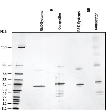 1 μg/lane of Recombinant Human TDO2 (Catalog# 9768-TD) and 1 μg/lane of competitor Human TDO2 was resolved with 4‑20% SDS-PAGE under reducing (R) and non-reducing (NR) conditions andvisualized by silver staining. 