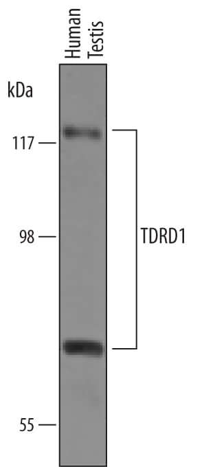 Western Blot TDRD1 Antibody