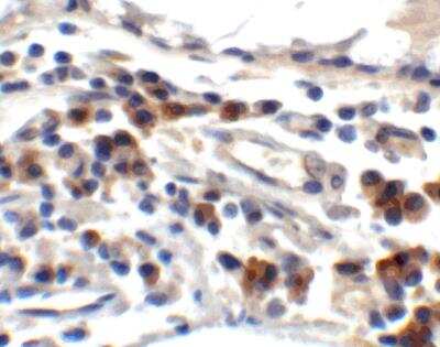 Immunohistochemistry-Paraffin: TFF3 Antibody [NBP1-76514] - TFF3 in human small intestine tissue with TFF3 antibody at 2 ug/ml.