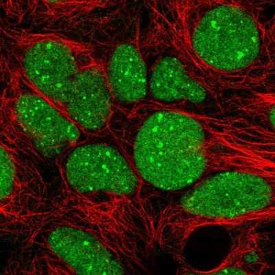 Immunocytochemistry/Immunofluorescence: TFIIB Antibody [NBP2-34143] - Staining of human cell line HEK 293 shows localization to nucleus &amp; nuclear bodies. Antibody staining is shown in green.