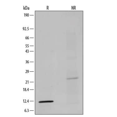 1 μg/lane of Recombinant Human TGF-beta 1 was resolved with SDS-PAGE under reducing (R) and non-reducing (NR) conditions and visualized by silver staining, showing single bands at 12 kDa and 24 kDa, respectively .