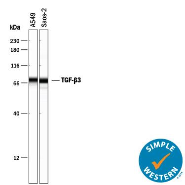     Simple  Western lane view shows lysates of A549 human lung carcinoma cell line and  Saos‑2 human osteosarcoma cell line, loaded at 0.2 mg/mL.  A specific band was detected for TGF‑ beta 3 at approximately  67 kDa (as indicated) using 10 µg/mL of Goat  Anti-TGF‑ beta 3 Antigen Affinity-purified Polyclonal Antibody (Catalog  # AF-243-NA) followed by 1:50 dilution of HRP-conjugated Anti-Goat IgG  Secondary Antibody (Catalog # HAF109).  This experiment was conducted under reducing conditions and using  the 12-230 kDa separation system.         