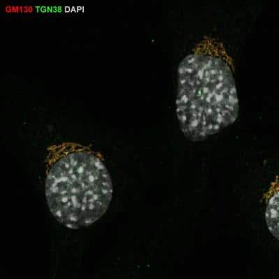 Immunocytochemistry/Immunofluorescence: TGN38 Antibody [NBP1-03495] - Mouse embryonic fibroblasts, fixed with 4% PFA washed with PBS, permeabilized with 0.2% Triton X-100. Primary antibody at 1:100 in 3% BSA in PBS. Secondary antibodies incubation for 2 hours. Image from a verified customer review.