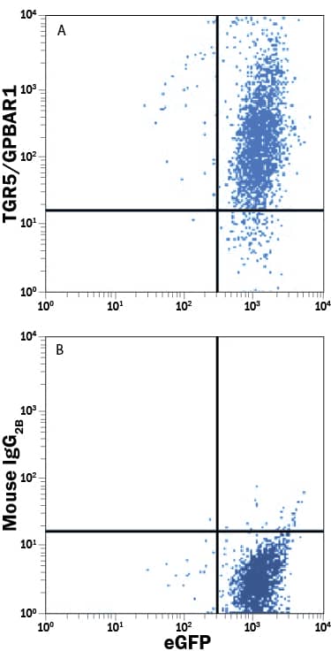 HEK293 human embryonic kidney cell line transfected with human TGR5/GPBAR1 and eGFP was stained with either (A) Mouse Anti-Human TGR5/GPBAR1 PE-conjugated Monoclonal Antibody (Catalog # FAB4286P) or (B) Mouse IgG2BPhycoerythrin Isotype Control (Catalog # IC0041P). View our protocol for Staining Membrane-associated Proteins.