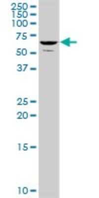 Western Blot: TH1L Antibody [H00051497-B01P] - Analysis of TH1L expression in Jurkat.