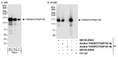 Western Blot: THRAP3 Antibody [NB100-40848] - Detection of Human THRAP3/TRAP150 on HeLa whole cell lysate using NB100-40848. THRAP3/TRAP150 was also immunoprecipitated by other rabbit anti-THRAP3/TRAP150 antibodies and NB100-40847.