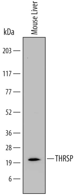 Western Blot THRSP Antibody