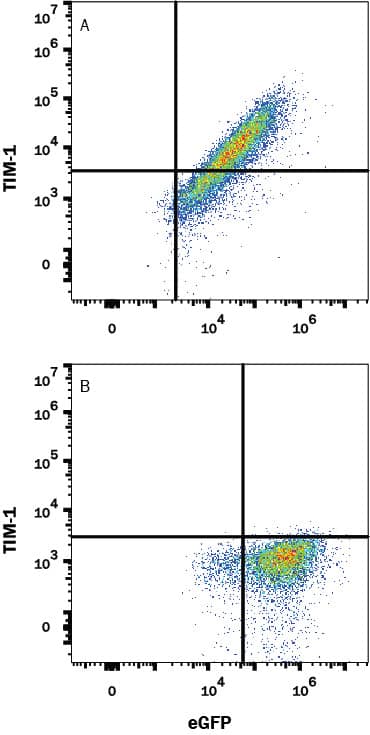 HEK293 human embryonic kidney cell line transfected with (A) human Tim-1 or (B) irrelevant transfectants and eGFP was stained with Mouse Anti-Human Tim-1 Monoclonal Antibody (Catalog # MAB17503) followed by APC-conjugated Anti-Mouse IgG Secondary Antibody (Catalog # F0101B). Quadrant markers were set based on control antibody staining (Catalog # MAB002). View our protocol for Staining Membrane-associated Proteins.