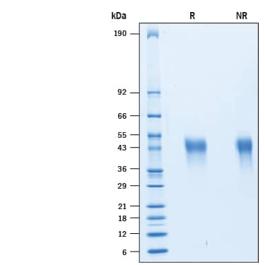 2 μg/lane of Recombinant Human TIM-3 Hist-tag (Catalog # 10241-TI) was  resolved with SDS-PAGE under reducing (R) and non-reducing (NR)  conditions and visualized by Coomassie® Blue staining, showing bands at 40-50 kDa.