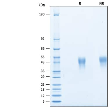 2 μg/lane of Recombinant Human TIM-3 His-tag Avi-tag (Catalog # AVI10241) was  resolved with SDS-PAGE under reducing (R) and non-reducing (NR)  conditions and visualized by Coomassie® Blue staining, showing bands at 37-50 kDa.