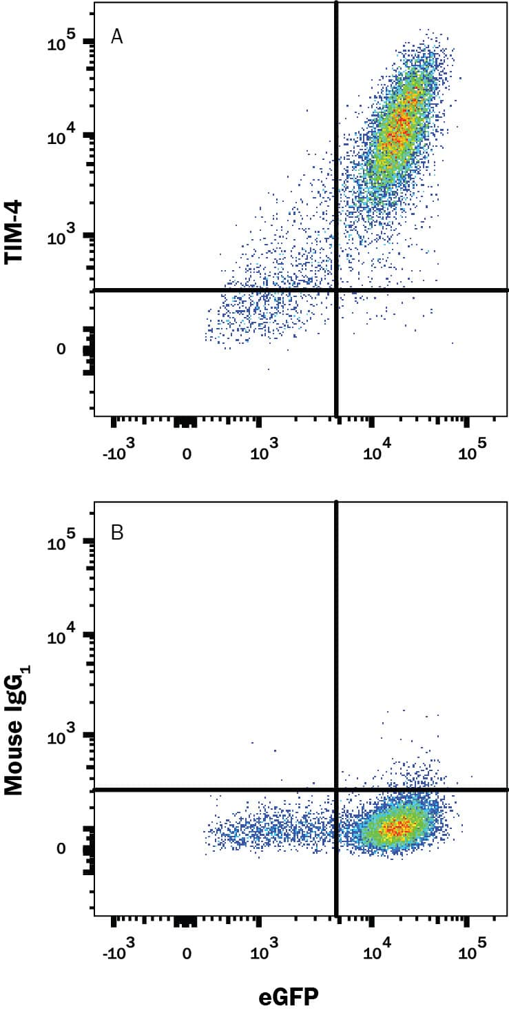 HEK293 human embryonic kidney cell line transfected with human TIM-4 and eGFP was stained with and either (A) Mouse Anti-Human TIM-4 APC-conjugated Monoclonal Antibody (Catalog # FAB2929A) or (B) Mouse IgG1Allophycocyanin Isotype Control (Catalog # IC002A). View our protocol for Staining Membrane-associated Proteins.
