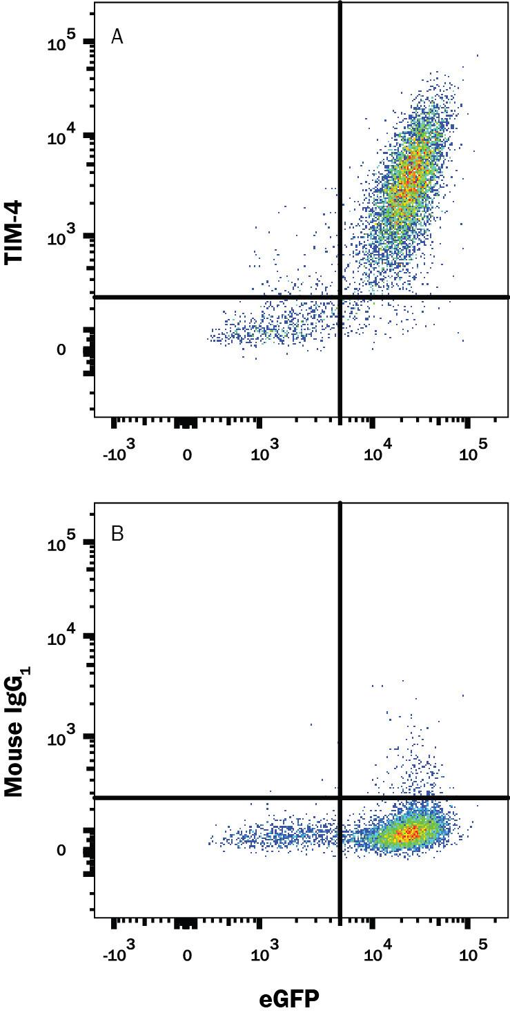 HEK293 human embryonic kidney cell line transfected with human TIM-4 and eGFP was stained with and either (A) Mouse Anti-Human TIM-4 Alexa Fluor® 700-conjugated Monoclonal Antibody (Catalog # FAB2929N) or (B) Mouse IgG1Alexa Fluor 700 Isotype Control (IC002N). View our protocol for Staining Membrane-associated Proteins.