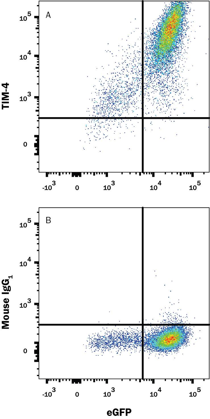 HEK293 human embryonic kidney cell line transfected with human TIM-4 and eGFP was stained with and either (A) Mouse Anti-Human TIM-4 PE-conjugated Monoclonal Antibody (Catalog # FAB2929P) or (B) Mouse IgG1Phycoerythrin Isotype Control (Catalog # IC002P). View our protocol for Staining Membrane-associated Proteins.