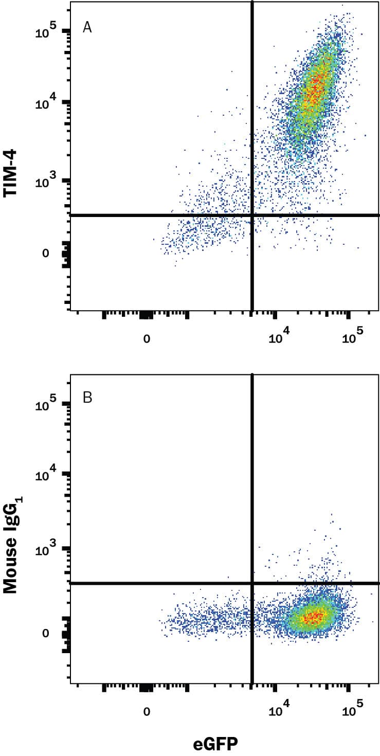 HEK293 human embryonic kidney cell line transfected with human TIM-4 and eGFP was stained with and either (A) Mouse Anti-Human TIM-4 Alexa Fluor® 647-conjugated Monoclonal Antibody (Catalog # FAB2929R) or (B) Mouse IgG1Alexa Fluor 647 Isotype Control (Catalog # IC002R). View our protocol for Staining Membrane-associated Proteins.