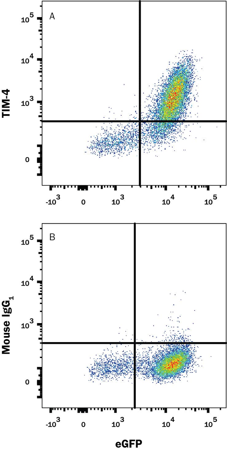 HEK293 human embryonic kidney cell line transfected with human TIM-4 and eGFP was stained with and either (A) Mouse Anti-Human TIM-4 Alexa Fluor® 594-conjugated Monoclonal Antibody (Catalog # FAB2929T) or (B) Mouse IgG1Alexa Fluor 594 Isotype Control (Catalog # IC002T). View our protocol for Staining Membrane-associated Proteins.