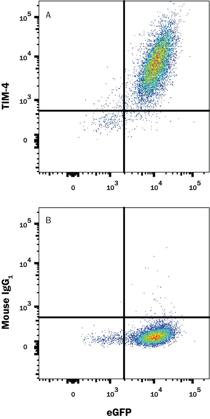 HEK293 human embryonic kidney cell line transfected with human TIM-4 and eGFP was stained with and either (A) Mouse Anti-Human TIM-4 Monoclonal Antibody (Catalog # MAB2929) or (B) Mouse IgG1Isotype Control (Catalog # MAB002) followed by Phycoerythrin-conjugated Anti-Mouse IgG Secondary Antibody (Catalog # F0102B). View our protocol for Staining Membrane-associated Proteins.