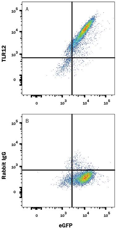 HEK293 human embryonic kidney cell line transfected with mouse TLR12 and eGFP was stained with and either (A) Rabbit Anti-Mouse TLR12 Alexa Fluor® 647-conjugated Monoclonal Antibody (Catalog # IC8086R) or (B) Normal Rabbit IgG Alexa Fluor 647 Control. To facilitate intracellular staining, cells were fixed with Flow Cytometry Fixation Buffer (Catalog # FC004) and permeabilized with Flow Cytometry Permeabilization/Wash Buffer I (Catalog # FC005). View our protocol for Staining Intracellular Molecules.