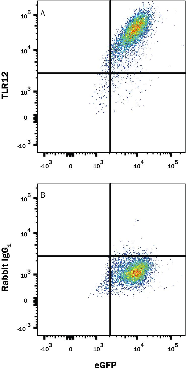 HEK293 human embryonic kidney cell line transfected with mouse TLR12 and eGFP was stained with  and either (A) Rabbit Anti-Mouse TLR12 Monoclonal Antibody (Catalog # MAB8086) or (B) Normal Rabbit IgG  Control (Catalog # AB-105-C) followed by Allophycocyanin-conjugated Anti-Rabbit IgG Secondary Antibody (Catalog # F0111). 