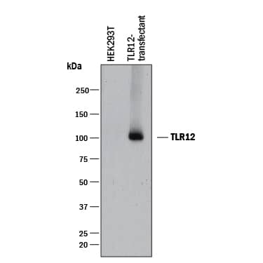 Western blot shows lysates of either HEK293T human embryonic kidney cell line mock transfected or HEK293T human embryonic kidney cell line transfected with mouse TLR12. PVDF membrane was probed with 0.5 µg/mL of Rabbit Anti-Mouse TLR12 Monoclonal Antibody (Catalog # MAB8086) followed by HRP-conjugated Anti-Rabbit IgG Secondary Antibody (Catalog # HAF008). A specific band was detected for TLR12 at approximately 100 kDa (as indicated). This experiment was conducted under reducing conditions and using Immunoblot Buffer Group 1.