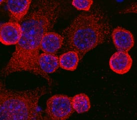 TLR4 was detected in immersion fixed RAW 264.7 mouse monocyte/ macrophage cell line using Rat Anti-Mouse TLR4 Monoclonal Antibody (Catalog # MAB2759) at 10 µg/mL for 3 hours at room temperature. Cells were stained using the NorthernLights™ 557-conjugated Anti-Rat IgG Secondary Antibody (red; Catalog # NL013) and counterstained with DAPI(blue). Specific staining was localized to the cell surface. View our protocol for Fluorescent ICC Staining of Cells on Coverslips.