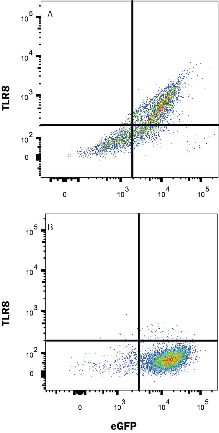 HEK293 human embryonic kidney cell line transfected with either (A) human TLR8 or (B) irrelevant transfectants and eGFP was stained with Mouse Anti-Human TLR8 Alexa Fluor® 594-conjugated Monoclonal Antibody (Catalog # IC8999T). Quadrant markers were set based on control antibody staining (Catalog # IC0041T). To facilitate intracellular staining, cells were fixed with Flow Cytometry Fixation Buffer (Catalog # FC004) and permeabilized with Flow Cytometry Permeabilization/Wash Buffer I (Catalog # FC005). View our protocol for Staining Intracellular Molecules.