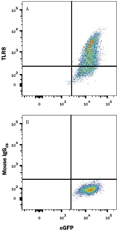   HEK293 human  embryonic kidney cell line transfected with human TLR8 and eGFP was stained  with  and either (A) Mouse Anti-Human  TLR8 Monoclonal Antibody (Catalog # MAB8999) or (B) Mouse  IgG2B Flow Cytometry Isotype Control  (Catalog # MAB0041)  followed by Allophycocyanin-conjugated Anti-Mouse IgG Secondary Antibody  (Catalog # F0101B). 