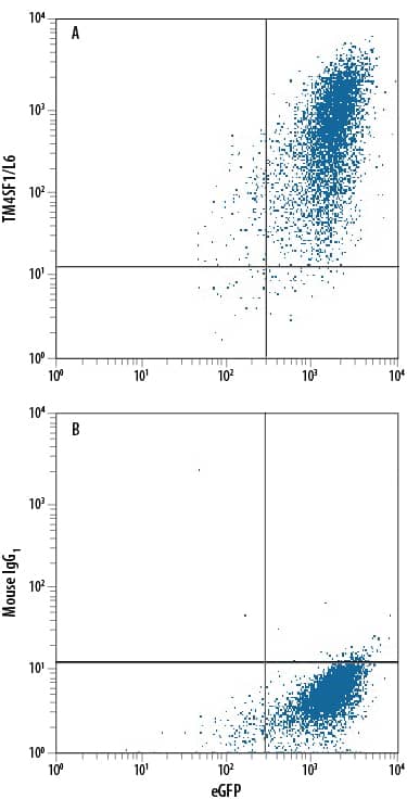 HEK293 human embryonic kidney cell line transfected with human TM4SF1/L6 and eGFP was stained with either (A) Mouse Anti-Human TM4SF1/L6 PE-conjugated Monoclonal Antibody (Catalog # FAB8164P) or (B) Mouse IgG1Phycoerythrin Isotype Control (Catalog # IC002P). View our protocol for Staining Membrane-associated Proteins.