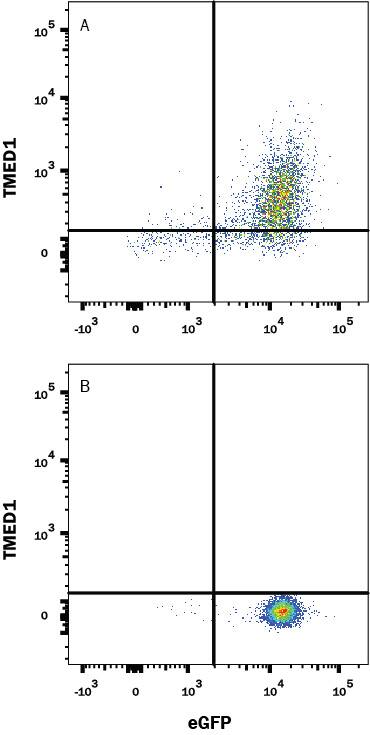 Flow Cytometry TMED1 Antibody (1009524) [Unconjugated]