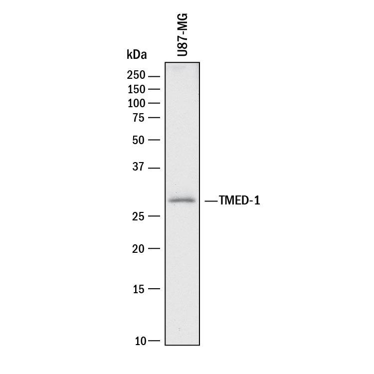 Western Blot TMED1 Antibody (1009524) [Unconjugated]