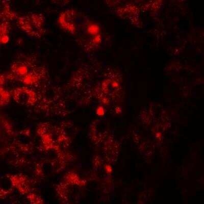 TMEM106B Antibody - BSA Free (NBP2-82027): Novus Biologicals