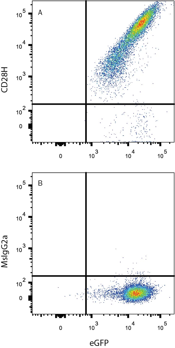 HEK293 human embryonic kidney cell line transfected with human TMIGD2/CD28H and eGFP was stained with and either (A) Mouse Anti-Human TMIGD2/CD28H PE-conjugated Monoclonal Antibody (Catalog # FAB83162P) or (B) Mouse IgG2A Isotype Control (Catalog # IC003P). View our protocol for Staining Membrane-associated Proteins.