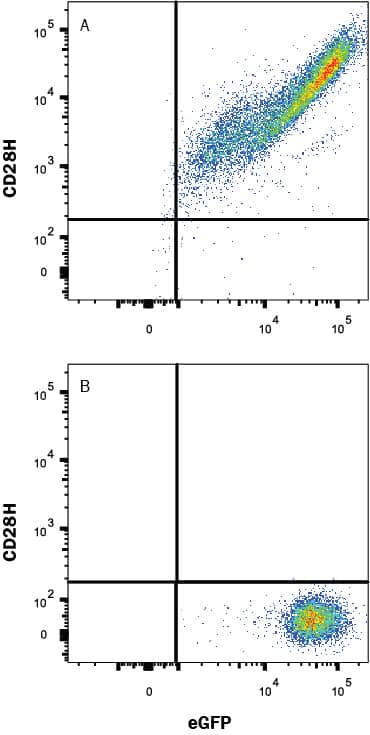HEK293 human embryonic kidney cell line transfected with either (A) human TMIGD2/CD28H or (B) irrelevant protein, and eGFP was stained with Mouse Anti-Human TMIGD2/CD28H Alexa Fluor® 647-conjugated Monoclonal Antibody (Catalog # FAB83162R). Quadrant markers were set based on Mouse IgG2A Isotype Control (Catalog # IC003R). View our protocol for Staining Membrane-associated Proteins.