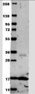 Western Blot: TNF-alpha Antibody - Azide Free [NB600-587] - Analysis using Azide/BSA FREE version of NB600-587. Membrane blocked in 1% BSA-TBS-T 30 min RT, 1:1000 dilution in 1% BSA-TBS-T 4C.