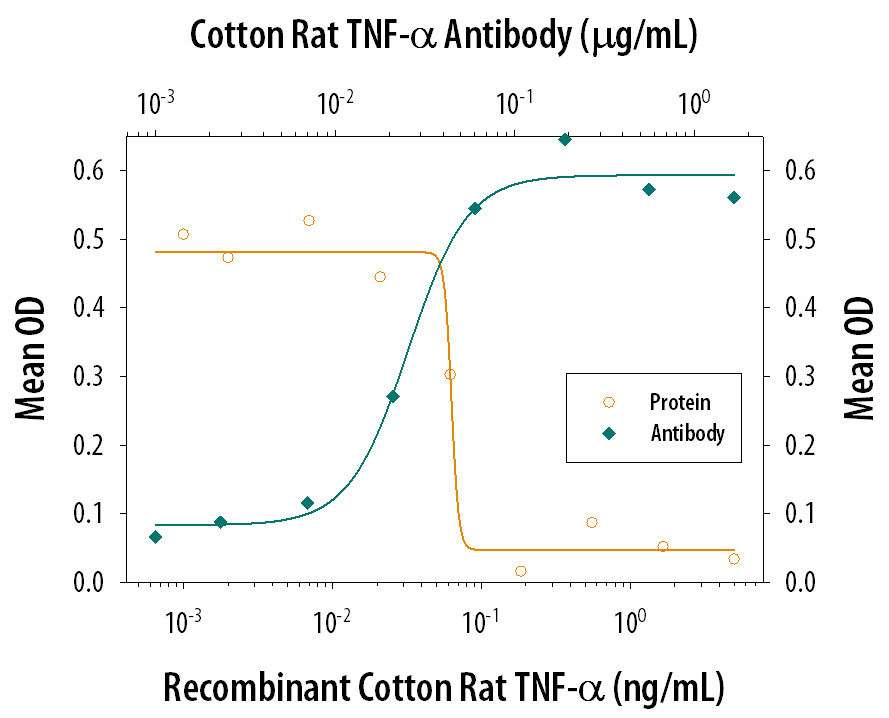 Recombinant Cotton Rat TNF‑ alpha  (Catalog # 1011-CR) induces cytotoxicity in the the L‑929 mouse fibroblast cell line in a dose-dependent manner (orange line), as measured by crystal violet staining. Cytotoxicity elicited by Recombinant Cotton Rat TNF‑ alpha  (1 ng/mL) is neutralized (green line) by increasing concentrations of Goat Anti-Cotton Rat TNF‑ alpha  Antigen Affinity-purified Polyclonal Antibody (Catalog # AF1011). The ND50 is typically 0.01-0.05 µg/mL in the presence of the metabolic inhibitor actinomycin D (1 µg/mL).