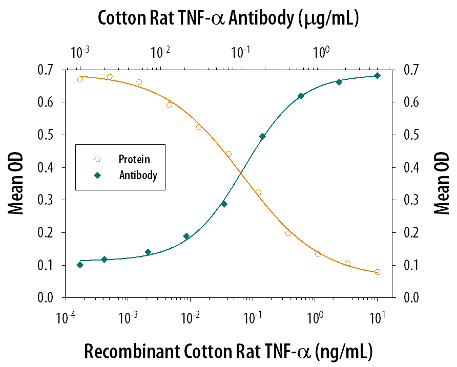 Recombinant Cotton Rat TNF‑ alpha  (Catalog # 1011-CR) induces cytotoxicity in the the L‑929 mouse fibroblast cell line in a dose-dependent manner (orange line), as measured by crystal violet staining. Cytotoxicity elicited by Recombinant Cotton Rat TNF‑ alpha  (1 ng/mL) is neutralized (green line) by increasing concentrations of Mouse Anti-Cotton Rat TNF‑ alpha  Monoclonal Antibody (Catalog # MAB10111). The ND50 is typically 0.04-0.2 µg/mL in the presence of the metabolic inhibitor actinomycin D (1 µg/mL).