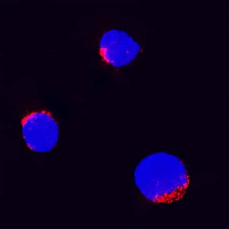 TNF-a was detected in immersion fixed bovine peripheral blood mononuclear cells (PBMCs) using Goat Anti-Bovine TNF-a Antigen Affinity-purified Polyclonal Antibody (Catalog # AF2279) at 15 µg/mL for 3 hours at room temperature. Cells were stained using the NorthernLights™ 557-conjugated Anti-Goat IgG Secondary Antibody (red; Catalog # NL001) and counterstained with DAPI (blue). Specific staining was localized to cytoplasm. View our protocol for Fluorescent ICC Staining of Non-adherent Cells.