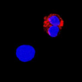 TNF-a was detected in immersion fixed human peripheral blood mononuclear cells (PBMCs) using Goat Anti-Human TNF-a Biotinylated Antigen Affinity-purified Polyclonal Antibody (Catalog # BAF210) at 5 µg/mL for 3 hours at room temperature. Cells were stained using the NorthernLights™ 557-conjugated Streptavidin (red; Catalog # NL999) and counterstained with DAPI (blue). Specific staining was localized to cytoplasm. View our protocol for Fluorescent ICC Staining of Non-adherent Cells.