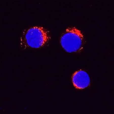 TNF-a was detected in immersion fixed bovine peripheral blood mononuclear cells (PBMCs) using Goat Anti-Bovine TNF-a Biotinylated Antigen Affinity-purified Polyclonal Antibody (Catalog # BAF2279) at 15 µg/mL for 3 hours at room temperature. Cells were stained using the NorthernLights™ 557-conjugated Streptavidin (red; Catalog # NL999) and counterstained with DAPI (blue). Specific staining was localized to cytoplasm. View our protocol for Fluorescent ICC Staining of Non-adherent Cells.