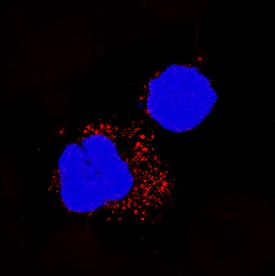 TNF-a was detected in immersion fixed human peripheral blood mononuclear cells (PBMCs) using Recombinant Mouse Anti-Human TNF-a Monoclonal Antibody (Catalog # MAB2101R) at 3 µg/mL for 3 hours at room temperature. Cells were stained using the NorthernLights™ 557-conjugated Anti-Mouse IgG Secondary Antibody (red; Catalog # NL007) and counterstained with DAPI (blue). Specific staining was localized to cytoplasm. View our protocol for Fluorescent ICC Staining of Non-adherent Cells.