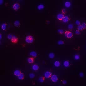 TNF-a was detected in immersion fixed human peripheral blood mononuclear cells (PBMCs) using Mouse Anti-Human TNF-a Monoclonal Antibody (Catalog # MAB2102) at 8 µg/mL for 3 hours at room temperature. Cells were stained using the NorthernLights™ 557-conjugated Anti-Mouse IgG Secondary Antibody (red; Catalog # NL007) and counterstained with DAPI (blue). Specific staining was localized to cytoplasm. View our protocol for Fluorescent ICC Staining of Non-adherent Cells.