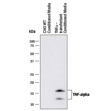 Western blot shows conditioned media from CHO Chinese hamster ovary cell line either mock transfected or transfected with human TNF- a. PVDF membrane was probed with 1 µg/mL of Mouse Anti-Human TNF-a Monoclonal Antibody (Catalog # MAB2102) followed by HRP-conjugated Anti-Mouse IgG Secondary Antibody (Catalog # HAF018). Specific bands were detected for TNF-a at approximately 13 and 16 kDa (as indicated). This experiment was conducted under reducing conditions and using Immunoblot Buffer Group 1.