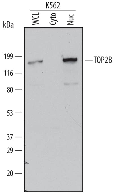 Western blot shows lysates of K562 human chronic myelogenous leukemia cell line. Gels were loaded with 30 µg of whole cell lysate (WCL), 20 µg of cytoplasmic (Cyto), and 10 µg of nuclear extracts (Nuc). PVDF Membrane was probed with 0.2 µg/mL of Sheep Anti-Human TOP2B Antigen Affinity-purified Polyclonal Antibody (Catalog # AF6348) followed by HRP-conjugated Anti-Sheep IgG Secondary Antibody (Catalog # HAF016). A specific band was detected for TOP2B at approximately 185 kDa (as indicated). This experiment was conducted under reducing conditions and using Immunoblot Buffer Group1.