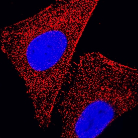 TPT1/TCTP was detected in immersion fixed HeLa human cervical epithelial carcinoma cell line cell line using Mouse Anti-Human/Mouse/Rat TPT1/TCTP Monoclonal Antibody (Catalog # MAB4648) at 3 µg/mL for 3 hours at room temperature. Cells were stained using the NorthernLights™ 557-conjugated Anti-Mouse IgG Secondary Antibody (red; Catalog # NL007) and counterstained with DAPI (blue). Specific staining was localized to cytoplasm. View our protocol for Fluorescent ICC Staining of Non-adherent Cells.