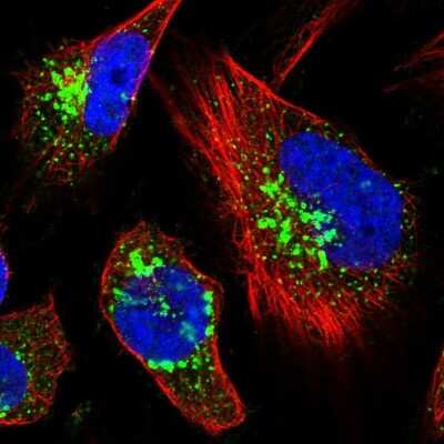 TRAF3IP2 Antibody (NBP1-89263): Novus Biologicals