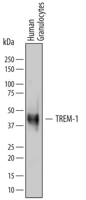 Western blot shows lysates of human granulocytes. PVDF membrane was probed with 1 µg/mL of Goat Anti-Human TREM‑1 Antigen Affinity-purified Polyclonal Antibody (Catalog # AF1278) followed by HRP-conjugated Anti-Goat IgG Secondary Antibody (Catalog # HAF109). A specific band was detected for TREM‑1 at approximately 40 kDa (as indicated). This experiment was conducted under reducing conditions and using Immunoblot Buffer Group 1.