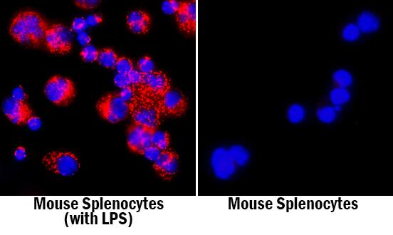 TREM-1 was detected in immersion fixed mouse splenocytes treated with LPS (left panel; positive staining) and untreated (right panel; negative staining) using Rat Anti-Mouse TREM-1 Biotinylated Monoclonal Antibody (Catalog # BAM1187) at 10 µg/mL for 3 hours at room temperature. Cells were stained using the NorthernLights™ 557-conjugated Anti-Rat IgG Secondary Antibody (red; Catalog # NL013) and counterstained with DAPI (blue). Specific staining was localized to cytoplasm. View our protocol for Fluorescent ICC Staining of Non-adherent Cells.